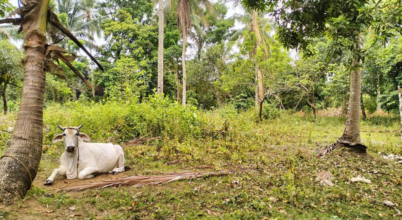 1-Hectare Titled Farm Lot for Sale in Narvaez, General Emilio Aguinaldo, Cavite