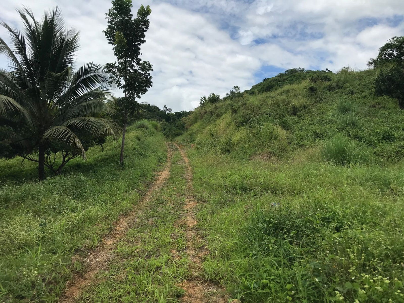 22.7-Hectare Fruit-Bearing Agricultural Land for Sale along Marilaque Highway, Sampaloc, Tanay – photo 6