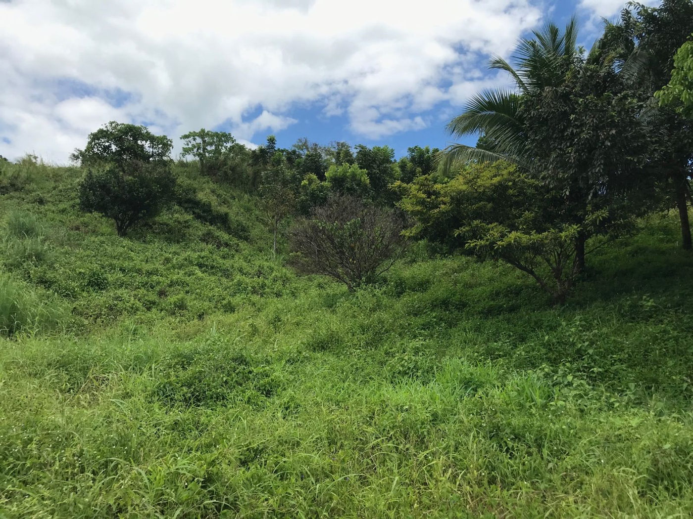22.7-Hectare Fruit-Bearing Agricultural Land for Sale along Marilaque Highway, Sampaloc, Tanay – photo 7