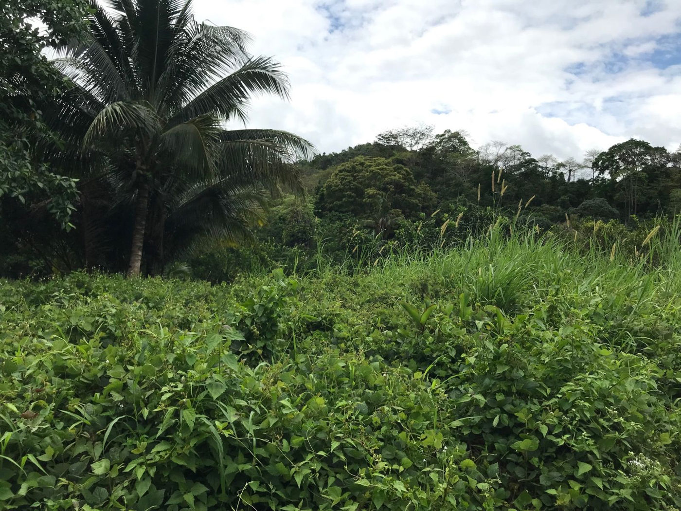22.7-Hectare Fruit-Bearing Agricultural Land for Sale along Marilaque Highway, Sampaloc, Tanay – photo 8