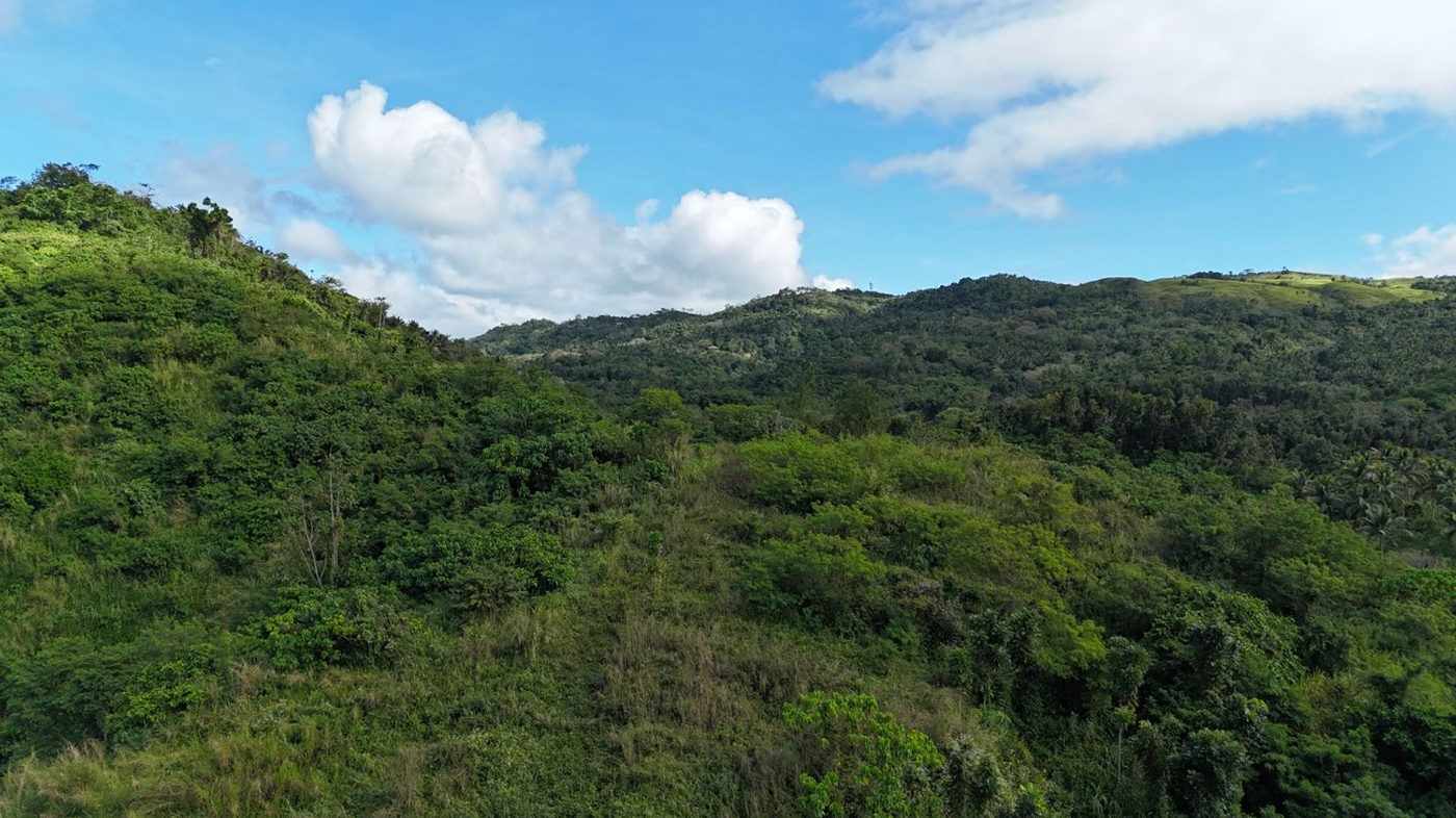 22.7-Hectare Fruit-Bearing Agricultural Land for Sale along Marilaque Highway, Sampaloc, Tanay – photo 13