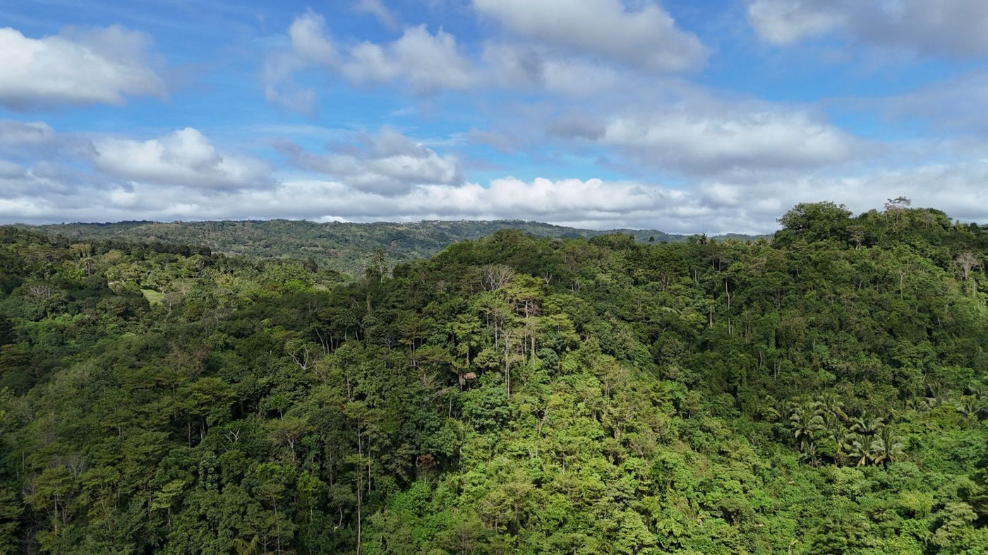 22.7-Hectare Fruit-Bearing Agricultural Land for Sale along Marilaque Highway, Sampaloc, Tanay – photo 14