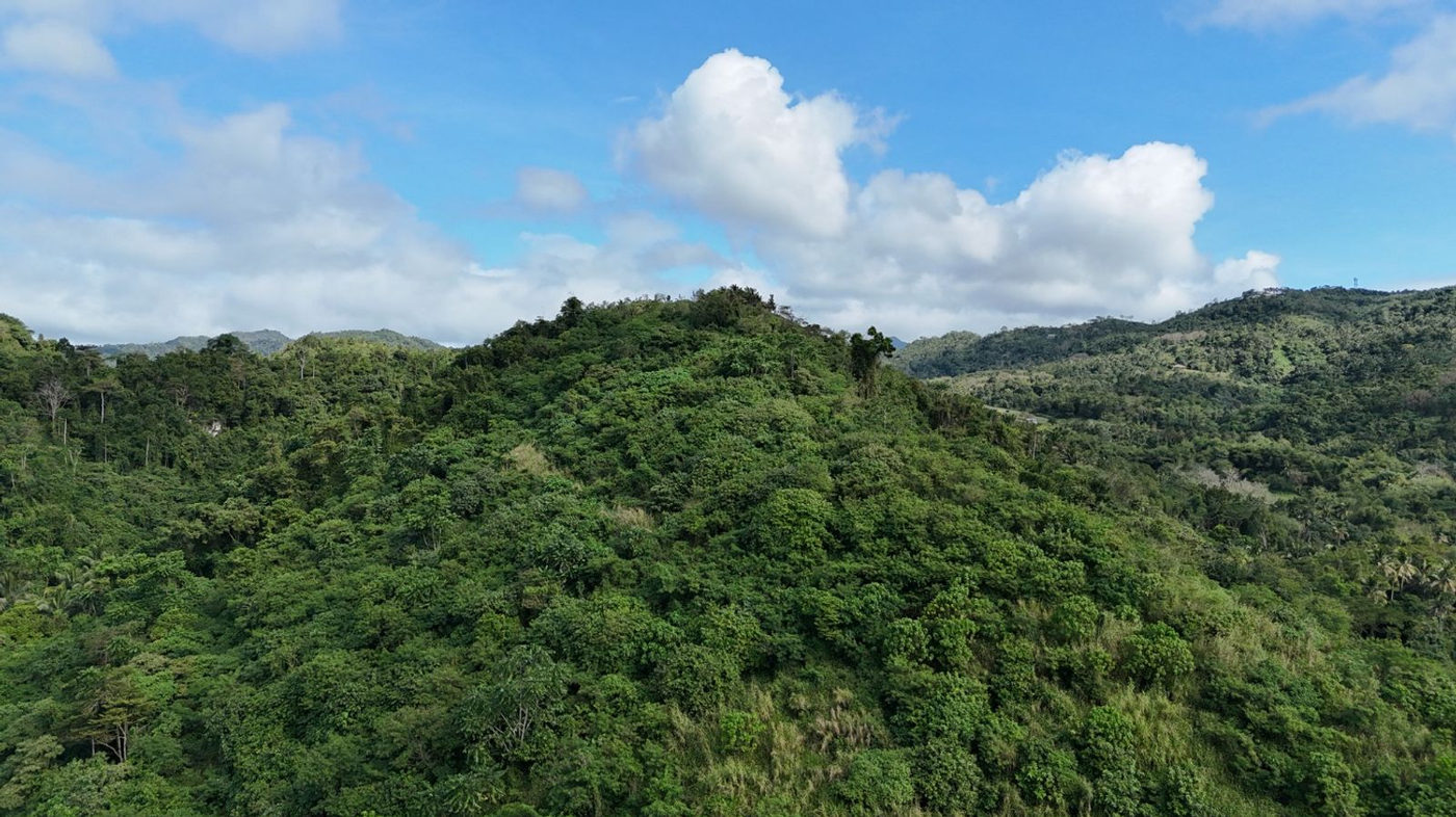 22.7-Hectare Fruit-Bearing Agricultural Land for Sale along Marilaque Highway, Sampaloc, Tanay – photo 16