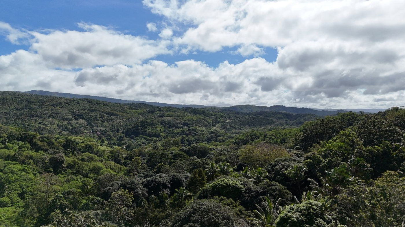 22.7-Hectare Fruit-Bearing Agricultural Land for Sale along Marilaque Highway, Sampaloc, Tanay – photo 18