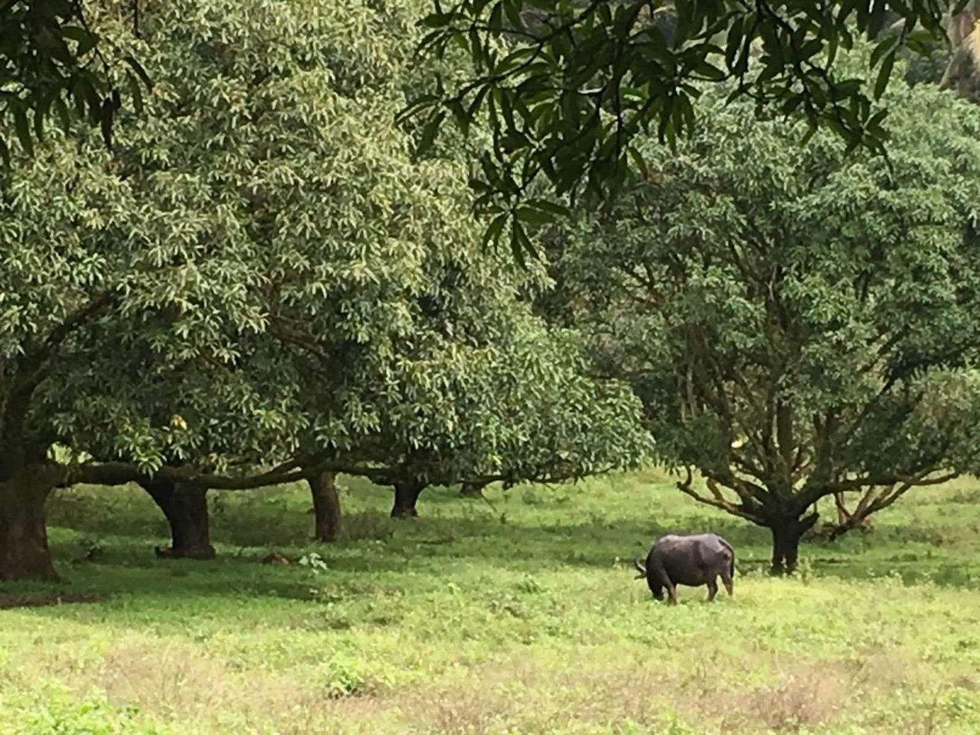 45.7-Hectare Titled Farmland with River for Sale in Sampaloc, Tanay, Rizal – photo 3
