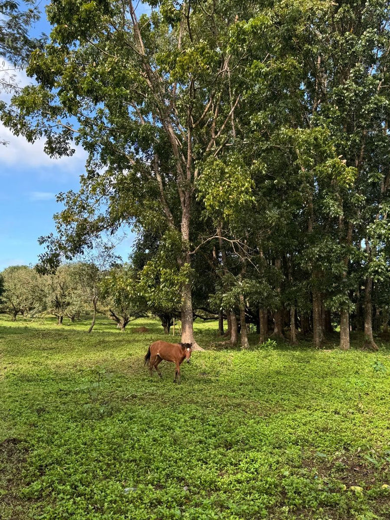 45.7-Hectare Titled Farmland with River for Sale in Sampaloc, Tanay, Rizal – photo 9