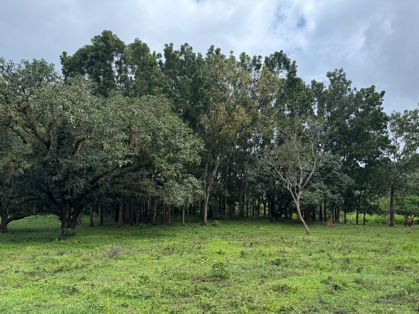 45.7-Hectare Titled Farmland with River for Sale in Sampaloc, Tanay, Rizal – photo 13