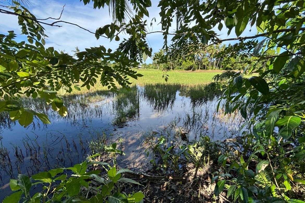 Land for Sale in Buenavista, Nabas, Aklan