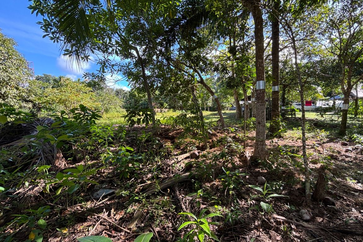 Land for Sale in Buenavista, Nabas, Aklan – photo 4
