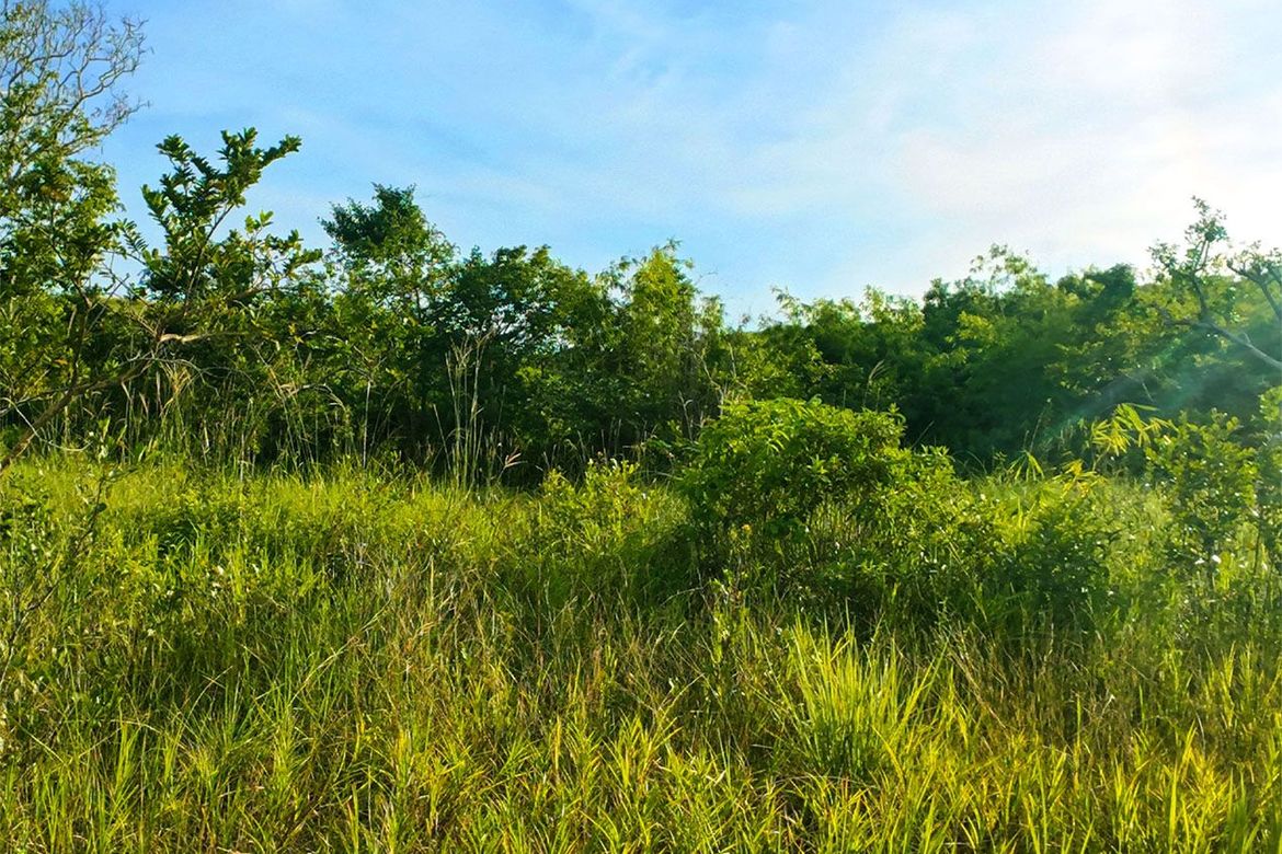 Land for Sale in Buluang, Busuanga, Palawan – photo 8