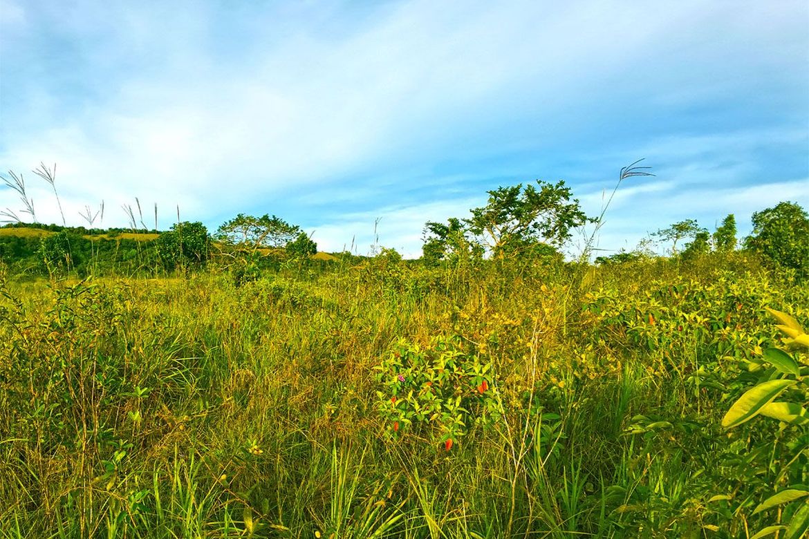 Land for Sale in Buluang, Busuanga, Palawan – photo 9