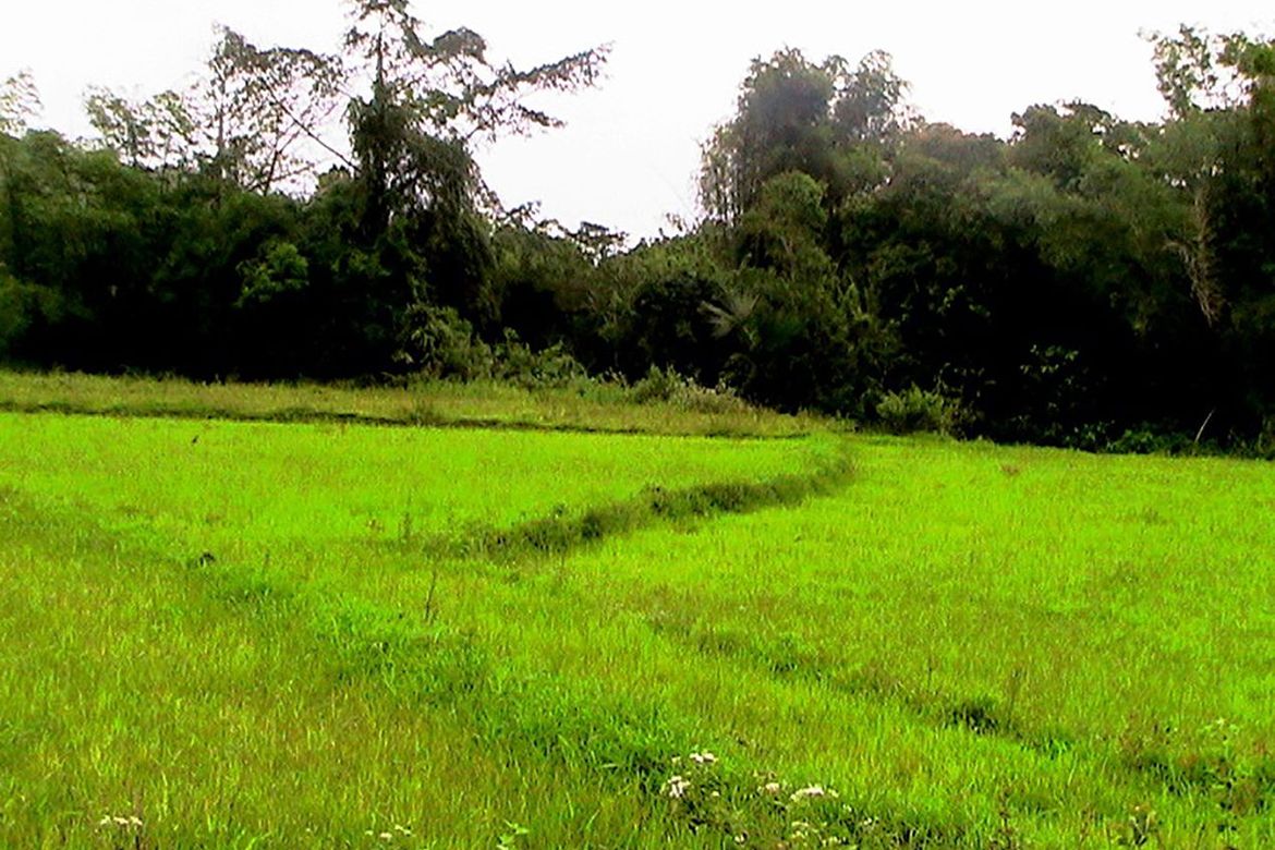 Land for Sale in Iraray, Sofronio Española, Palawan – photo 2