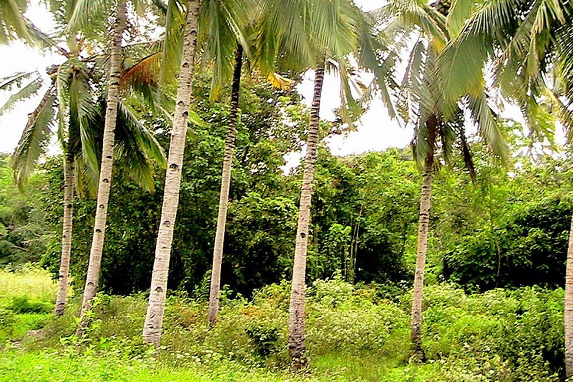 Land for Sale in Iraray, Sofronio Española, Palawan – photo 3