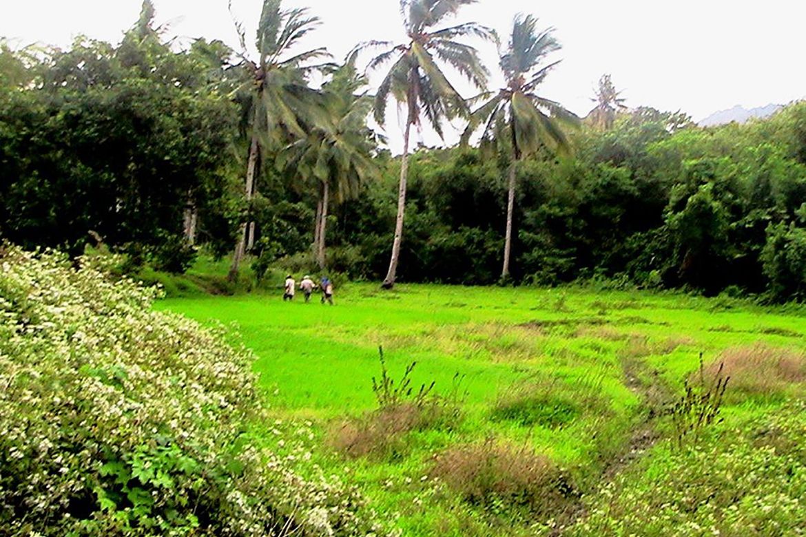Land for Sale in Iraray, Sofronio Española, Palawan – photo 5