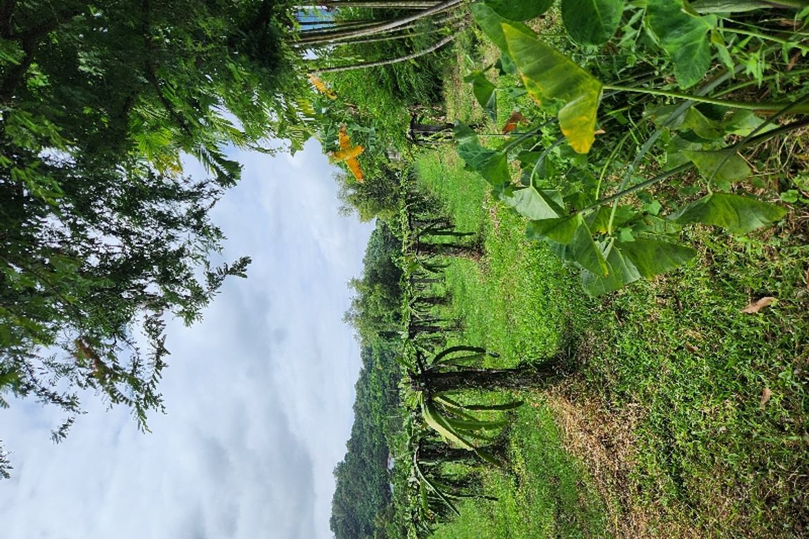 Land for Sale in Palaypalay, Jala-Jala, Rizal – photo 2
