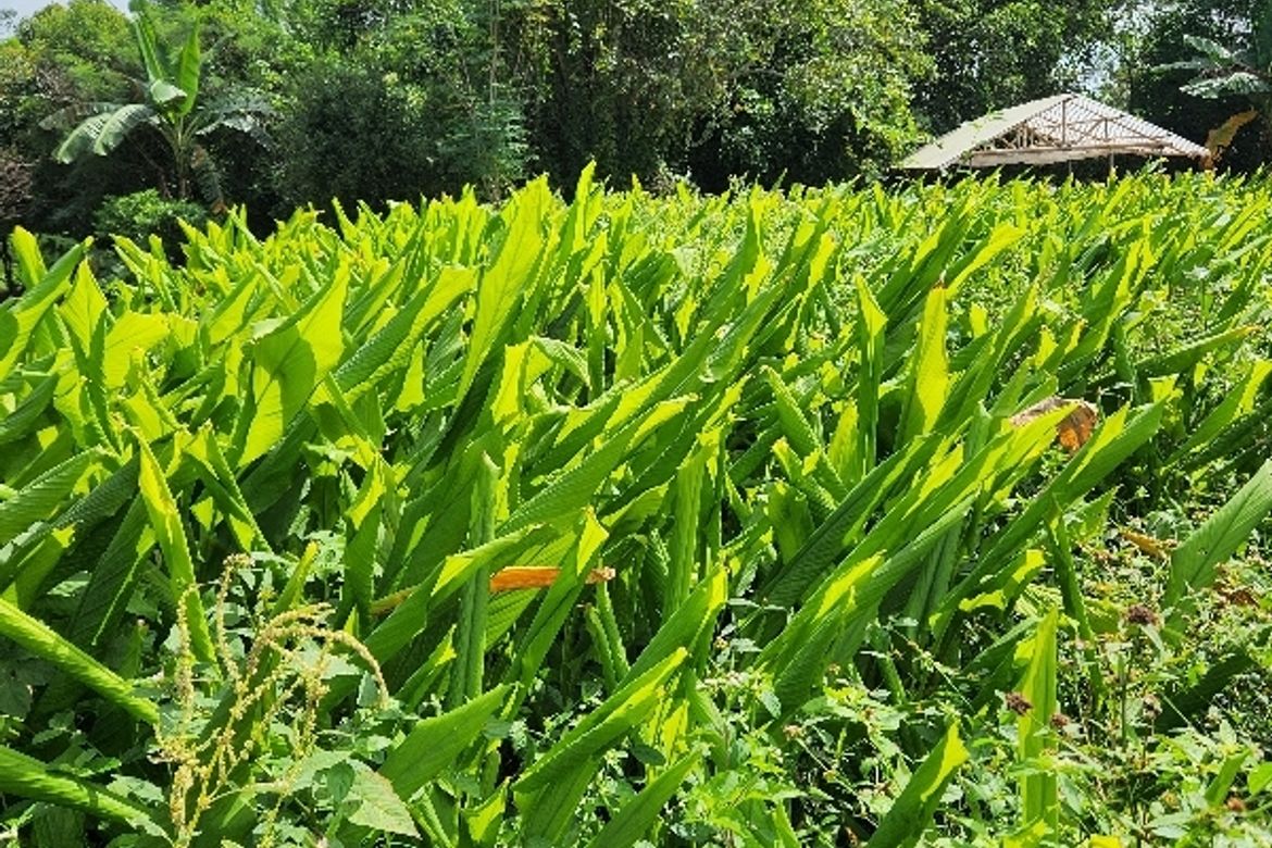 Land for Sale in Palaypalay, Jala-Jala, Rizal – photo 7