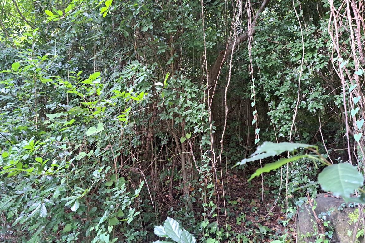 Land for Sale in Prinza, Teresa, Rizal – photo 7