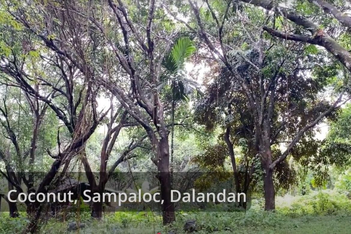 Land for Sale in Tandang Kutyo, Tanay, Rizal – photo 4